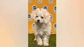 Several SoCal rescues featured at this year's 'Puppy Bowl'