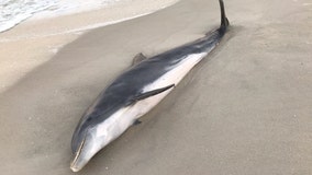 Dolphins found shot, stabbed on Florida beaches; $20K reward offered