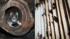 Zoo will name cockroach or rat after your ex, feed it to a bird or reptile on Valentine’s Day