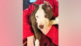 Police: Puppy's ears cut off with scissors, superglued onto head