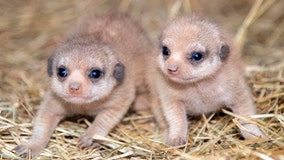 Zoo Miami welcomes pair of baby meerkats