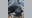 700-pound black bear shot in New Jersey sets world record