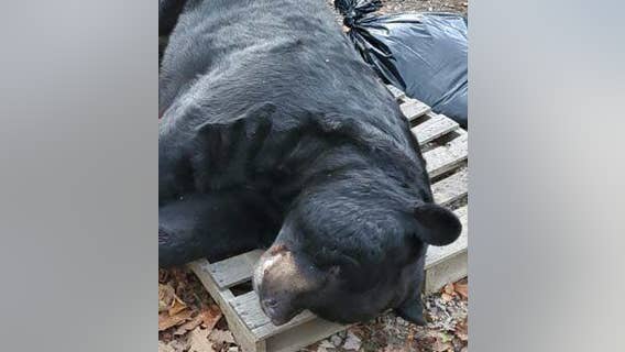 700-pound black bear shot in New Jersey sets world record