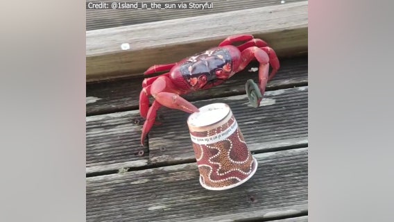 Christmas Island shellfish seeks caffeine fix