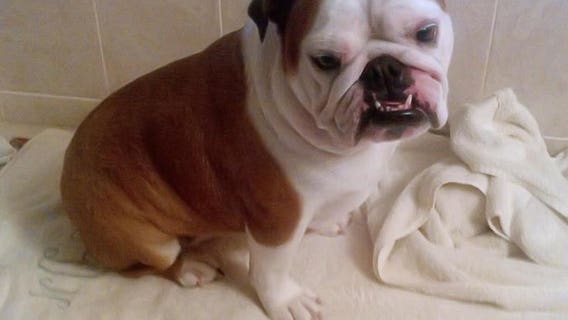 Woman apologizes for claiming NJ PetSmart caused dog’s death