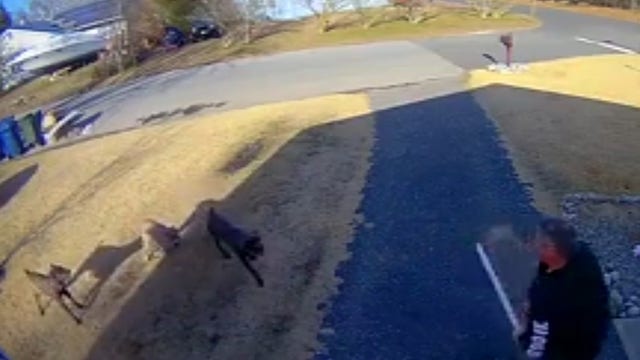 Owner of dogs suspected in attacks makes court appearance