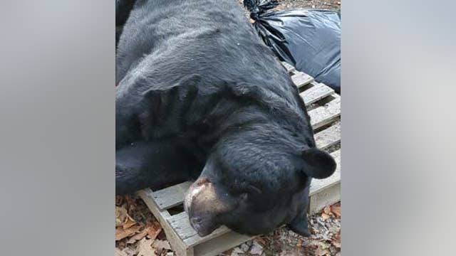 700-pound black bear shot in New Jersey sets world record