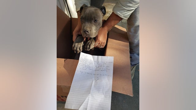12-year-old boy drops off pit bull puppy at shelter to protect it from his abusive father