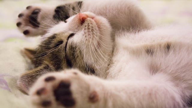 New Jersey revisits ban on declawing cats as bill advances