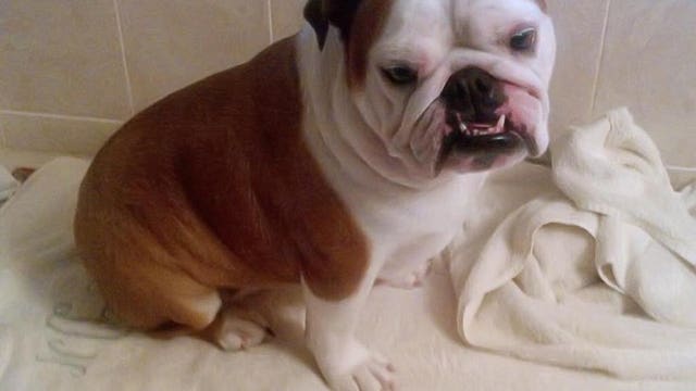 Woman apologizes for claiming NJ PetSmart caused dog’s death