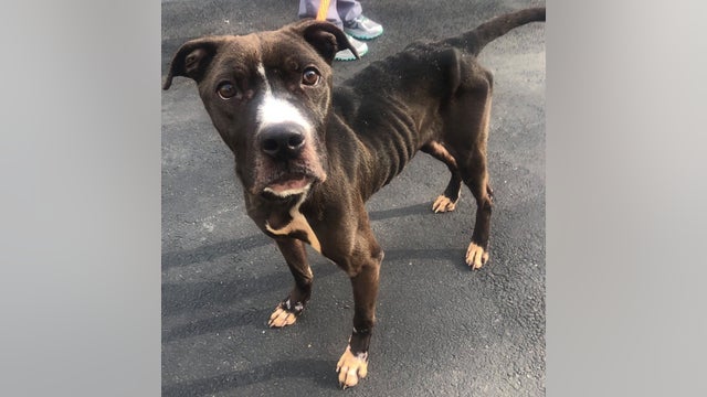 Injured, emaciated dog 'Pancake' found tied in Southwest Philly backyard