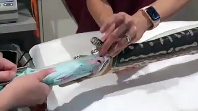 Vets extract beach towel after python swallows it whole