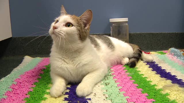 Cat up for adoption in Fishtown after being thrown from fast-moving car on I-95