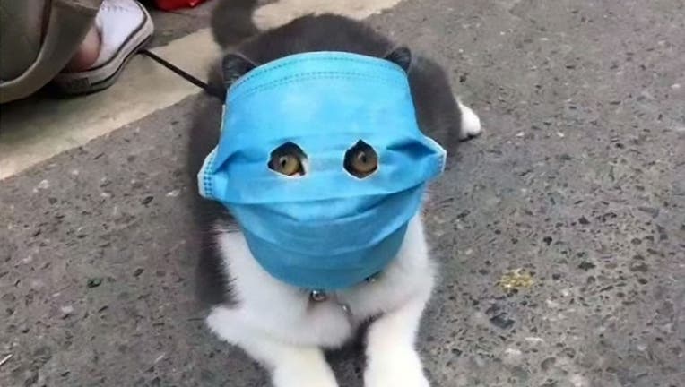 Chinese pet owners putting face masks on cats and dogs amid the coronavirus outbreak.