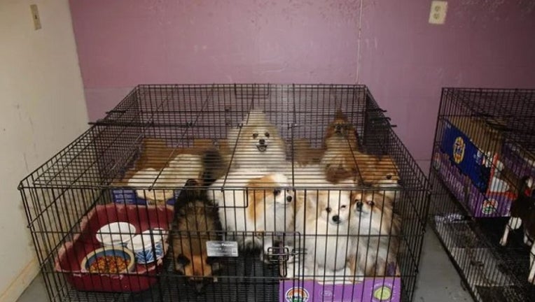 Puppy Mill