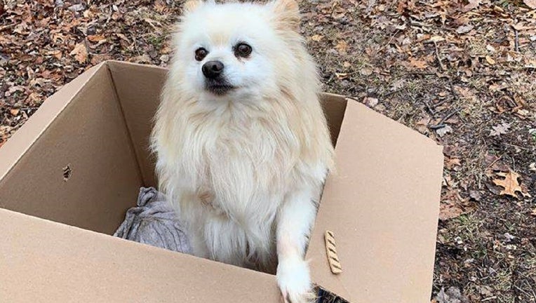 Carbon County Animal Shelter dog abandoned