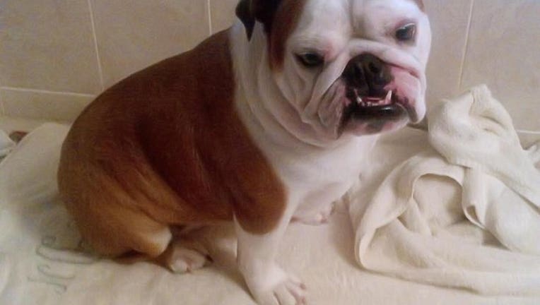 Danielle DiNapoli publicly blamed PetSmart's grooming staff for the death of her dog, Scruffles. She later apologized for blaming the New Jersey store.