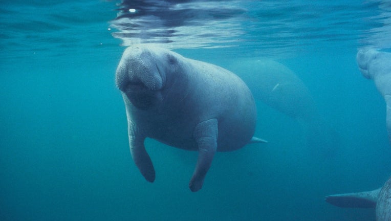 Manatees swim close to the surface and frequently come up for air.