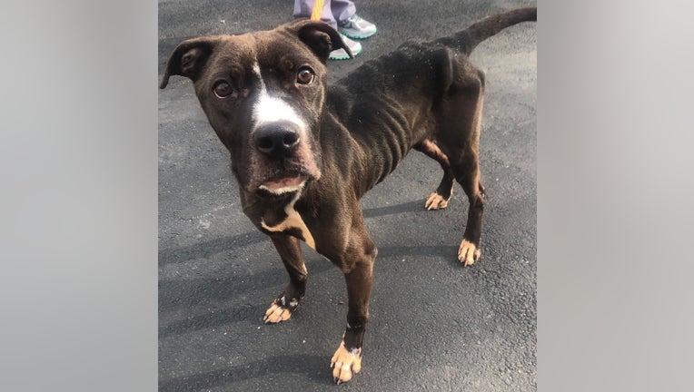 PSPCA rescues Pancake from Reedland Street in Southwest Philadelphia