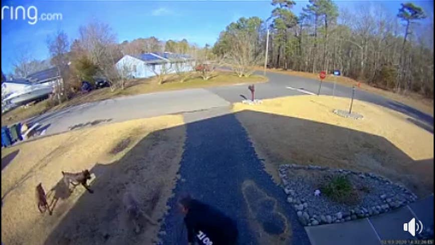 Video captures dogs terrorizing New Jersey neighborhood