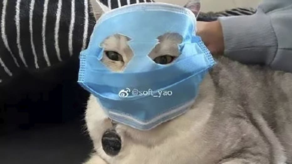 A cat with a makeshift coronavirus mask.