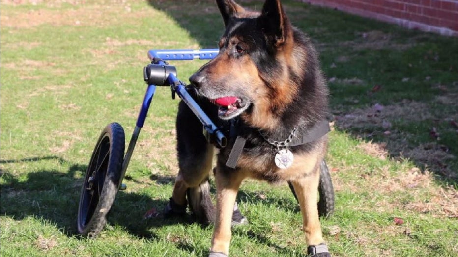 Before his retirement, K-9 Yukon assisted the Chester County Sheriff's Office.