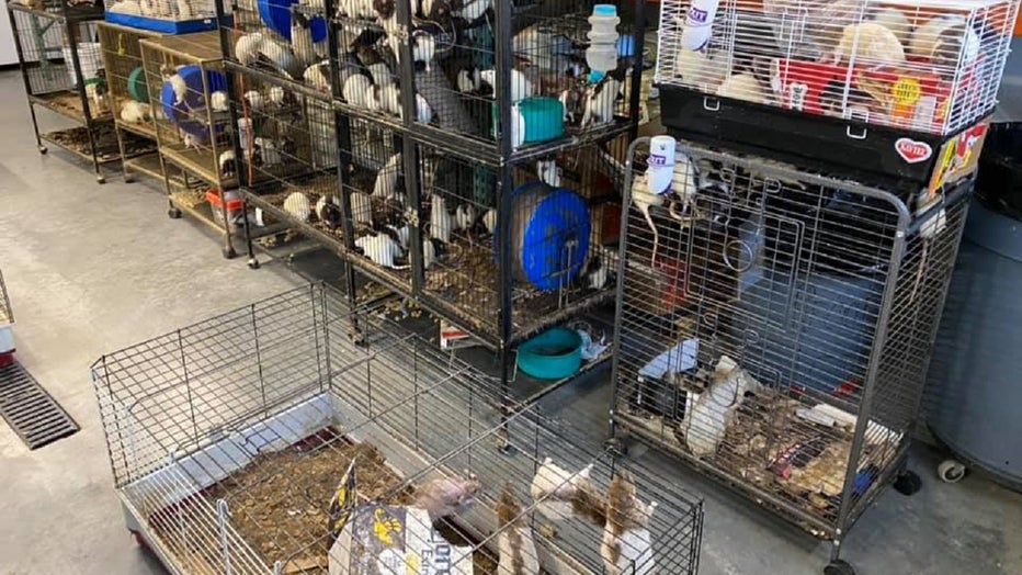 Couple charged after nearly 270 animals rescued from deplorable conditions Couple charged after nearly 270 animals rescued from deplorable conditions