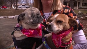 Blind pug and his seeing-eye chihuahua in need of forever home