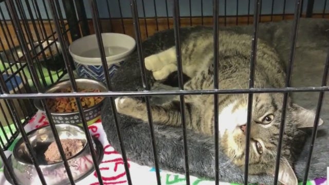 Wilmington animal shelter encourages fostering pets during COVID-19 pandemic