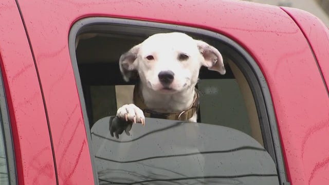 Glenolden Animal Hospital stays open to help families with pets during COVID-19 outbreak