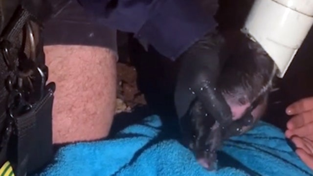 Days-old puppy rescued from drainpipe at home in Brisbane, Queensland