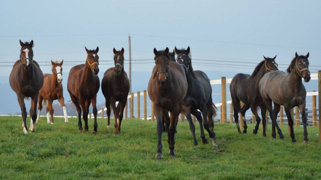 15 horses killed after fire erupts at Berks County training facility