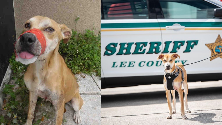 lee county sheriff chance dog mouth taped shut