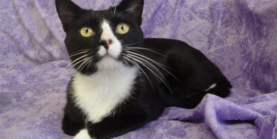 How To Help Local Animal Shelters During The Covid 19 Pandemic