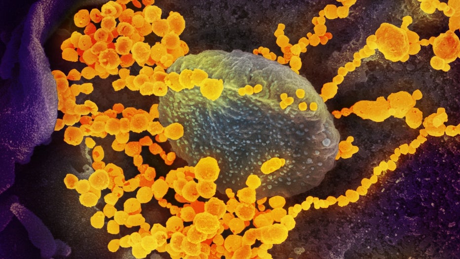 COVID-19 coronavirus
