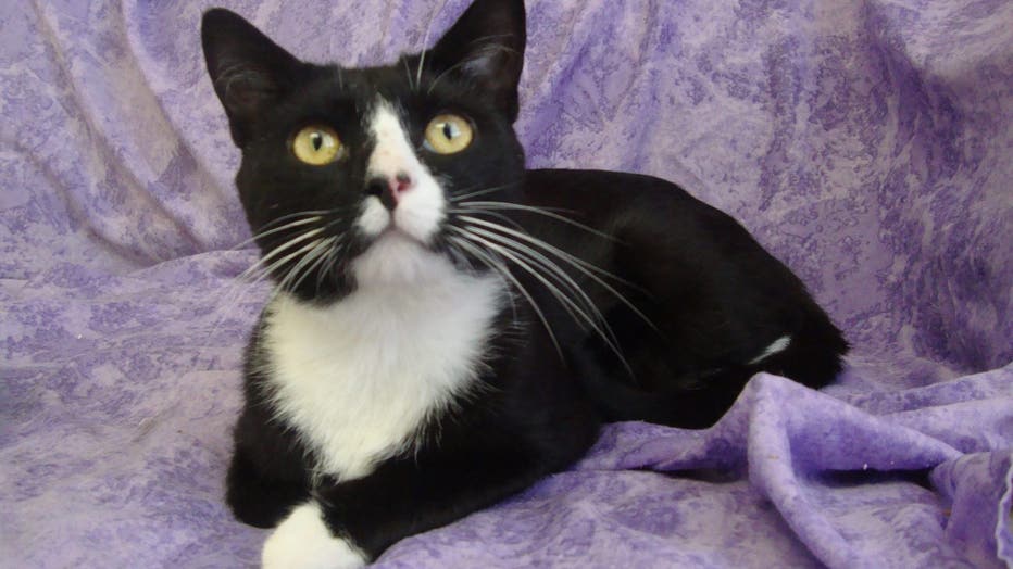 How To Help Local Animal Shelters During The Covid 19 Pandemic