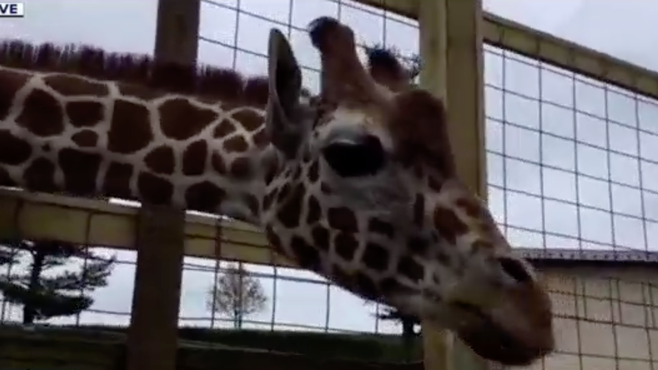 Elmwood Park Zoo allows animals to make appearances in Zoom calls