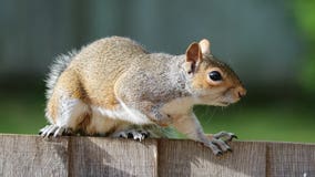 Outbreak leads to less roadkill, spike of squirrels rescues