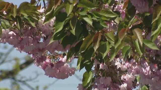 Hay fever or virus? For allergy sufferers, a season of worry