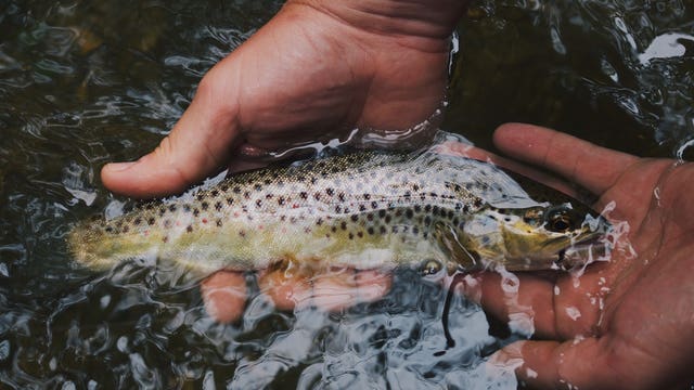 Spring surprise: Pennsylvania kicks off trout season early