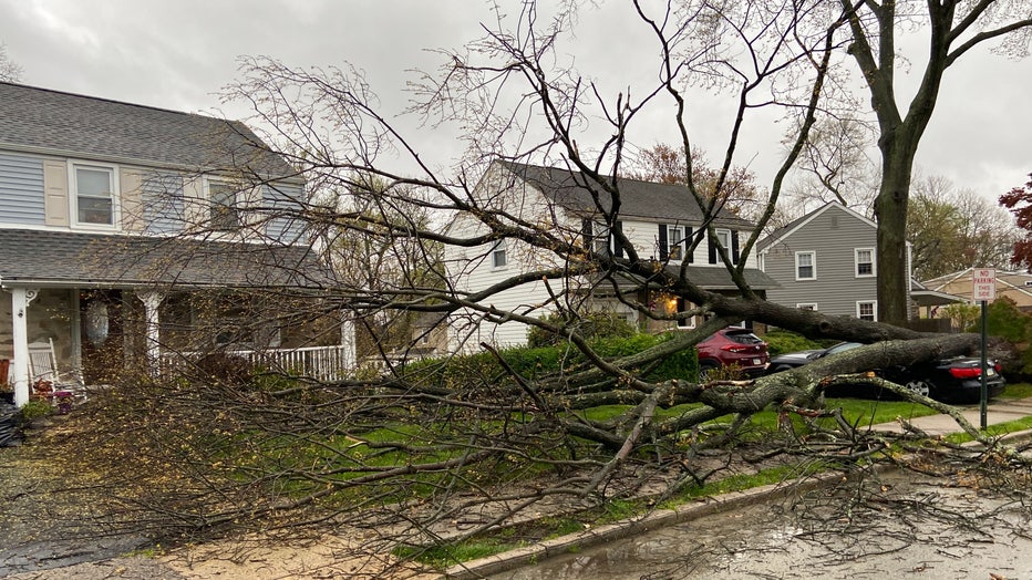 Tree down in Morton, Pa.