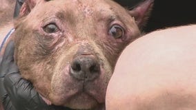 Tennessee family reunited with pitbull lost for 4 years