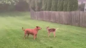 Video shows dog and fawn playing together in West Chester yard