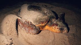 Loggerhead sea turtle nesting on Outer Banks beach struck, killed by illegal driver, NPS says