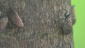 The Spotted Lanternfly makes its return to region