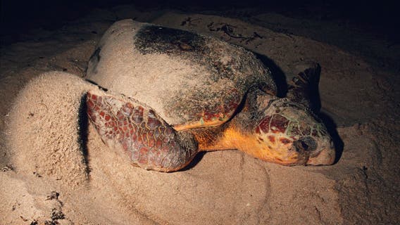 Loggerhead sea turtle nesting on Outer Banks beach struck, killed by illegal driver, NPS says