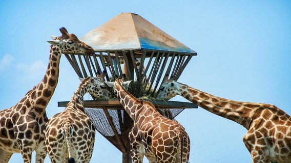 Six Flags Great Adventure set to reopen safari, theme park remains closed