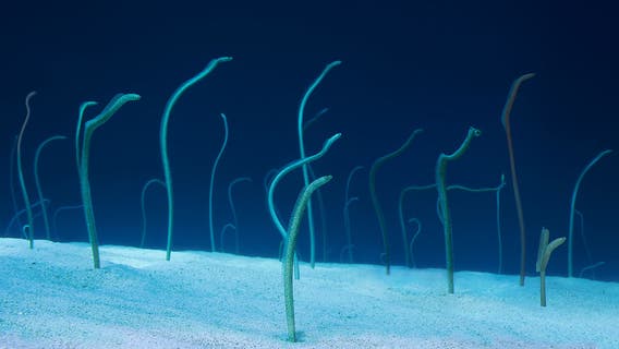Spend some time video chatting with these spotted garden eels in Japan who are forgetting humans