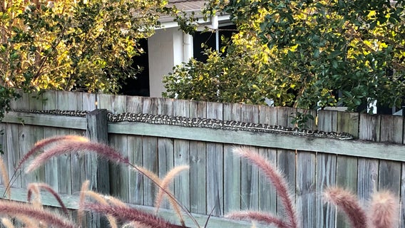 ‘Look who’s come to visit today’: Australian woman finds massive python on fence