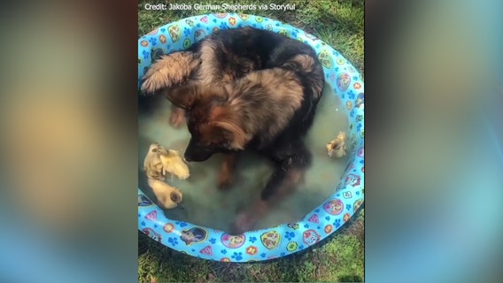 Ducklings and German Shepherd make for unlikely 'pool party' pals